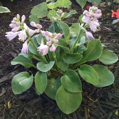 Hosta 'Blue Mouse Ears'