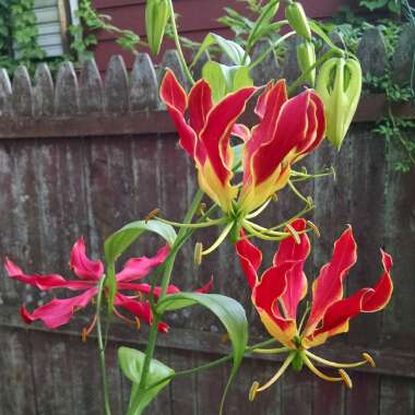 Gloriosa superba