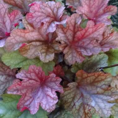 Heuchera 'Carnival Candy Apple' (Carnival Series)