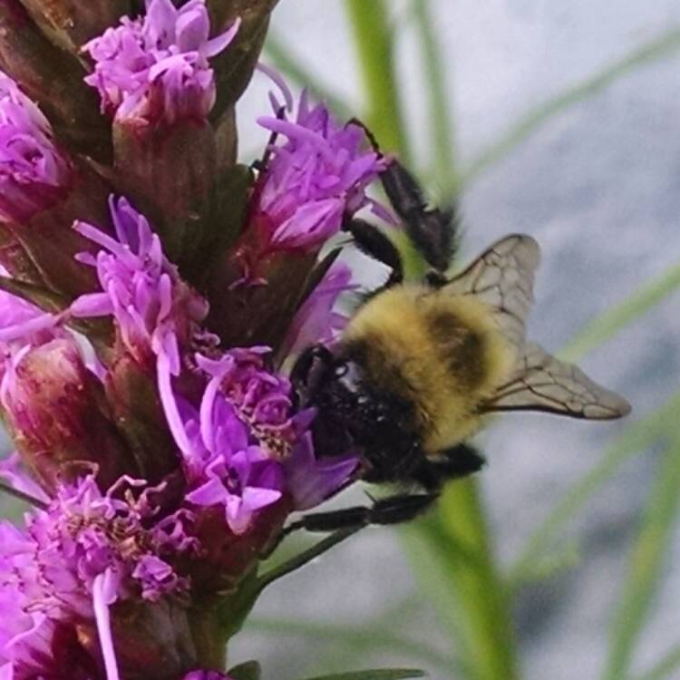 Plant image Liatris spicata 'Kobold'