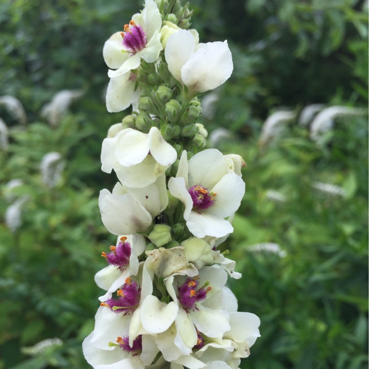 Plant image Verbascum chaixii 'Album'