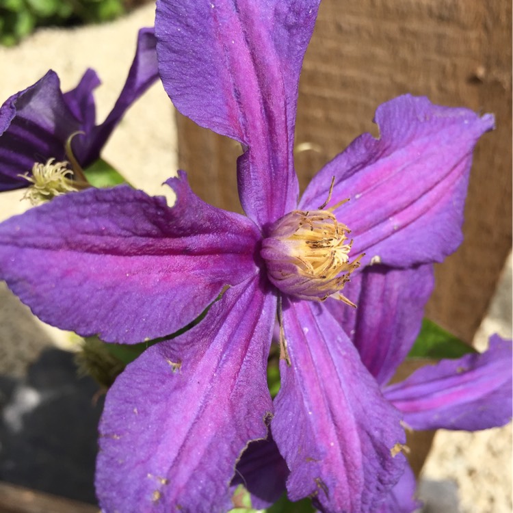 Plant image Clematis x durandii