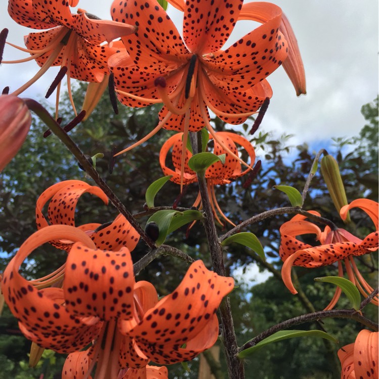 Plant image Lilium lancifolium 'Flore Pleno' syn. Lilium tigrinum 'Flore Pleno'