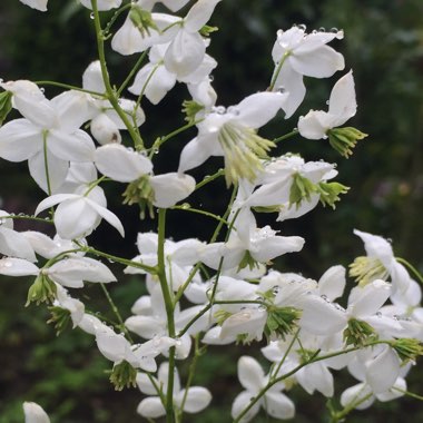 Thalictrum 'Splendide White'