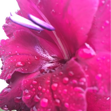 Gladiolus 'Black Star'