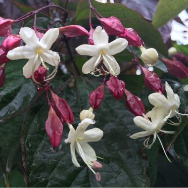 Clerodendrum trichotomum