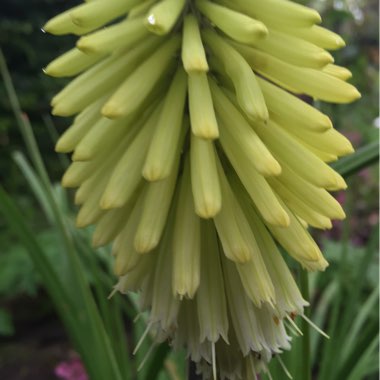 Kniphofia 'Percy's Pride'