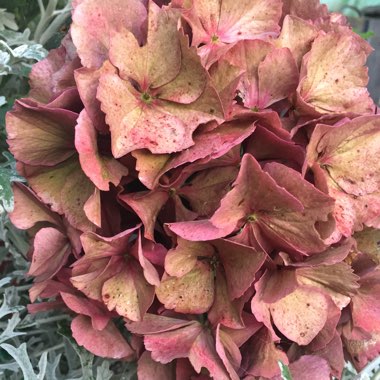 Hydrangea macrophylla 'Black Steel'