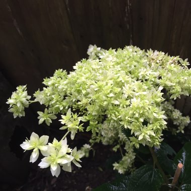 Hydrangea arborescens 'Annabelle'