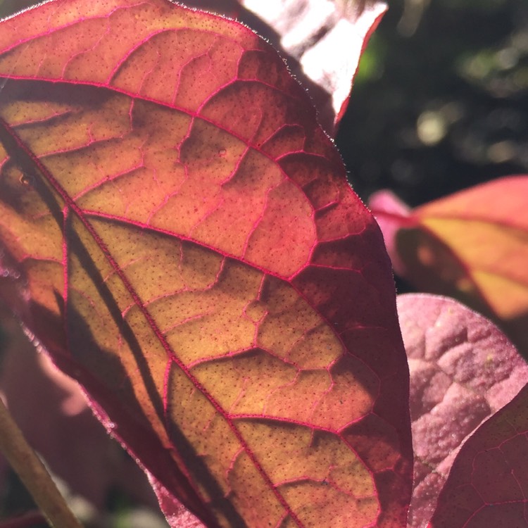 Plant image Clerodendrum trichotomum