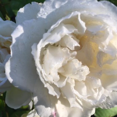 Rosa 'Auscat' syn. Rosa 'Winchester Cathedral', Rosa 'Winchester', Rosa 'White Mary Rose'