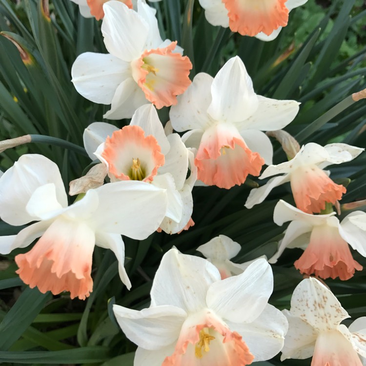 Plant image Narcissus 'Salome'