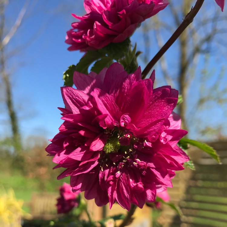 Plant image Rubus spectabilis 'Olympic Double'