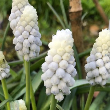 Muscari armeniacum 'Siberian Tiger'