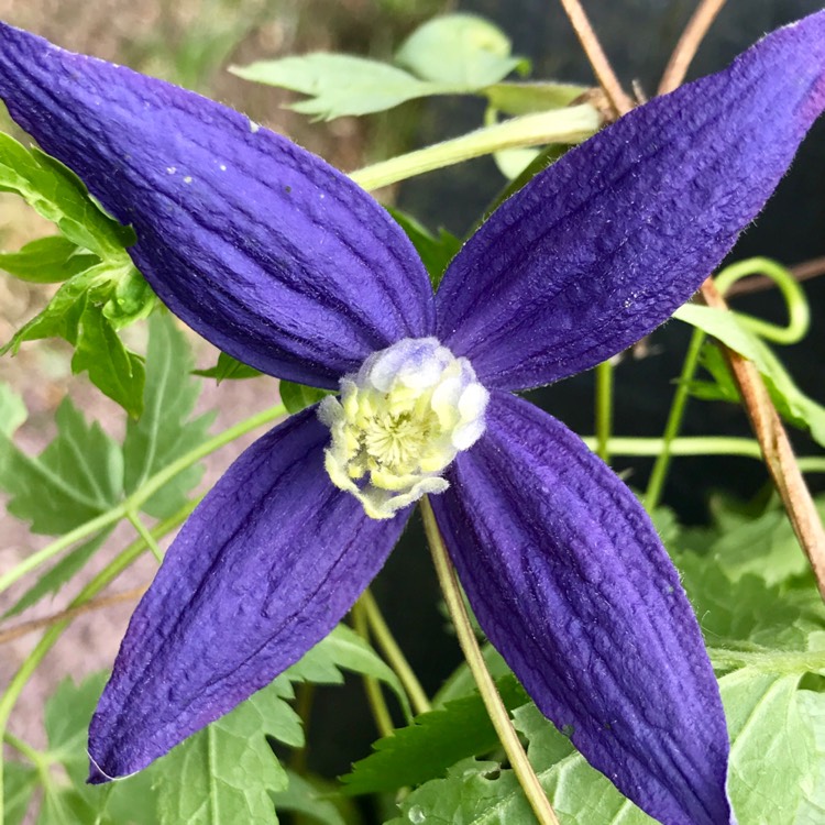 Plant image Clematis alpina