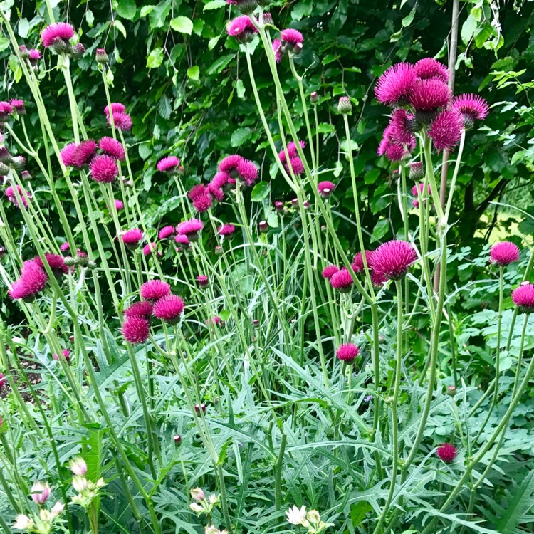 Plant image Cirsium rivulare 'Atropurpureum'