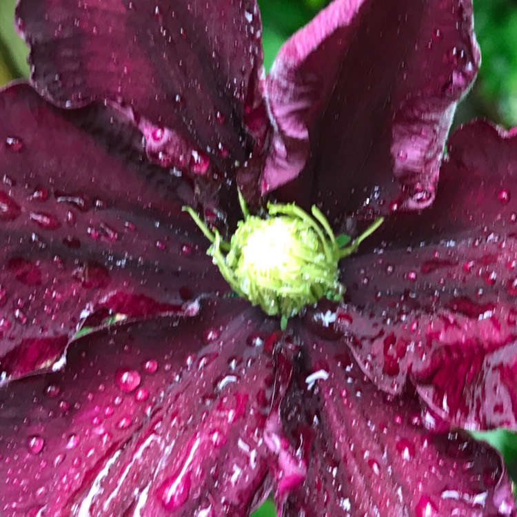 Plant image Clematis 'Niobe'