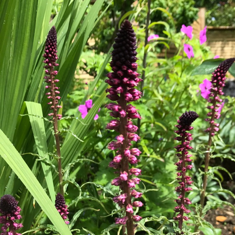 Plant image Lysimachia atropurpurea 'Beaujolais'