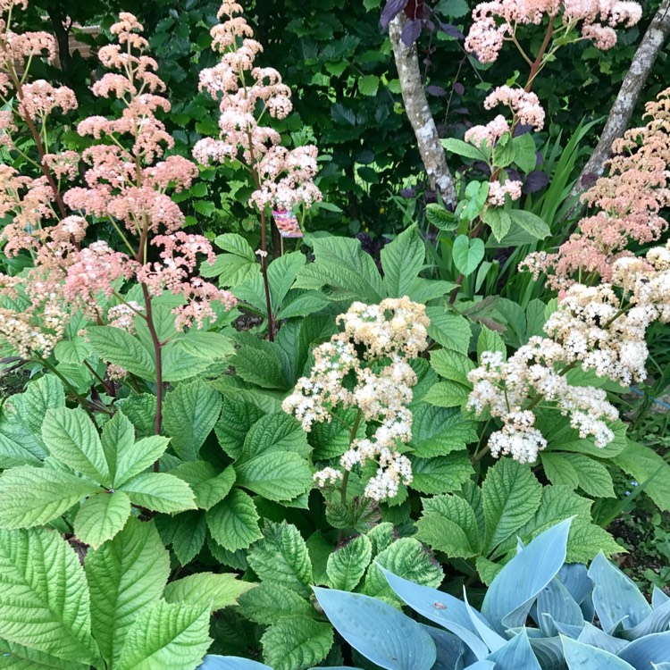 Plant image Rodgersia pinnata 'Superba'