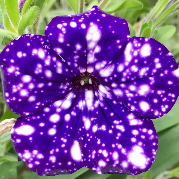 Plant image Petunia 'Starry Night'