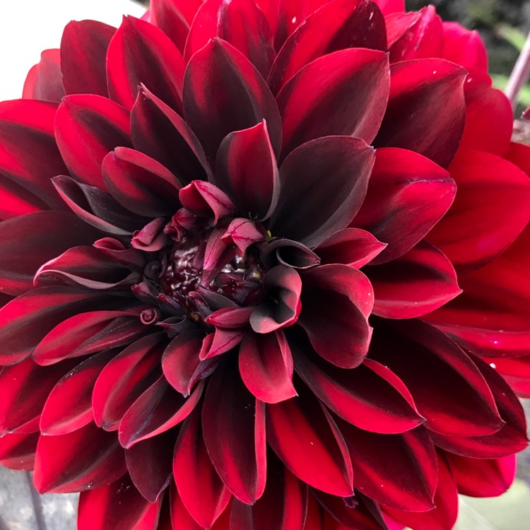 Plant image Dahlia 'Karma Choc'