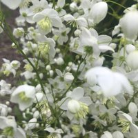 Plant image Thalictrum delavayi 'Album'