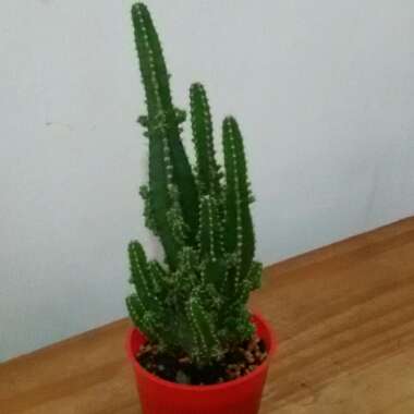 Cereus tetragonus 'Fairy Castles'