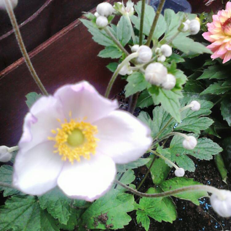 Plant image Anemone hupehensis var. japonica 'Pink Saucer'