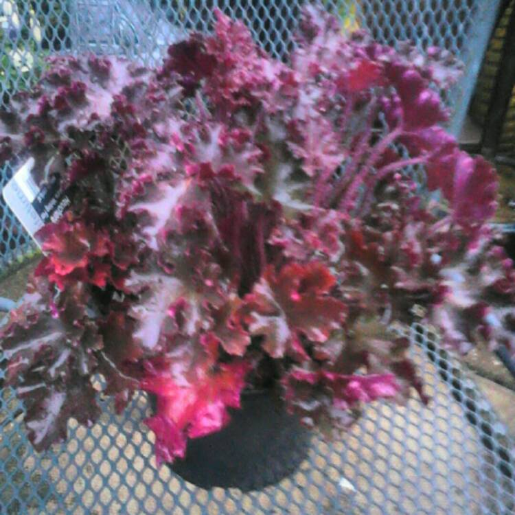 Plant image Heuchera 'Melting Fire'