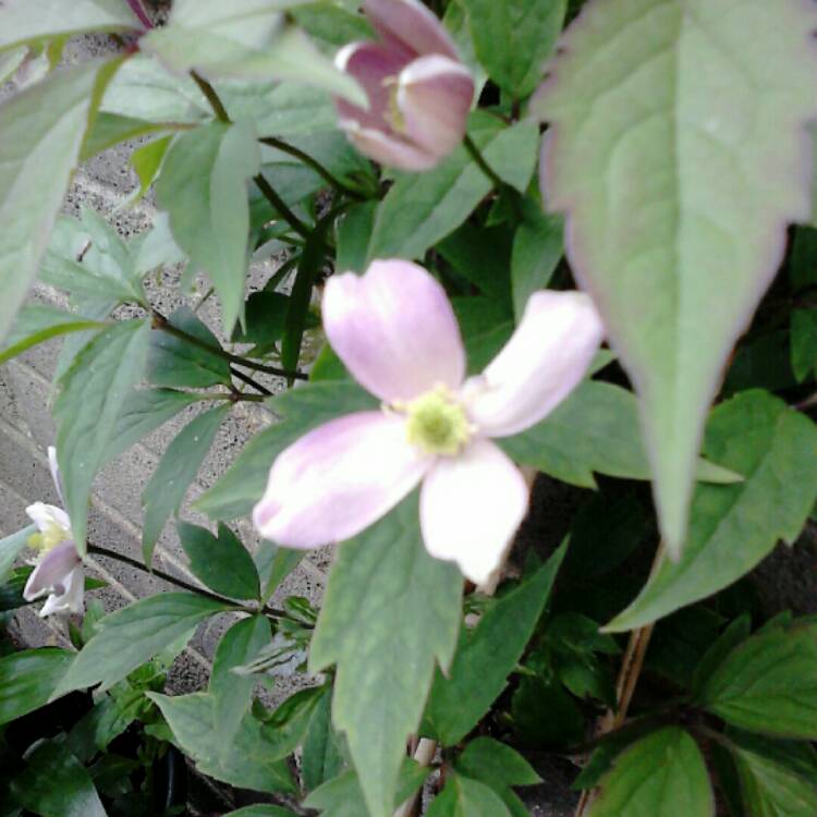 Plant image Clematis montana var rubens 'Tetrarose'