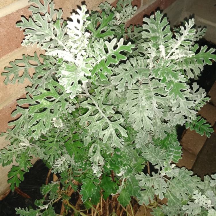 Plant image Artemisia stelleriana 'Silver Brocade'