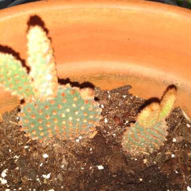 Opuntia microdasys