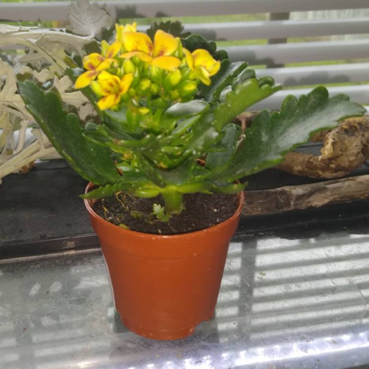 Plant image Kalanchoe Blossfeldiana 'Yellow'