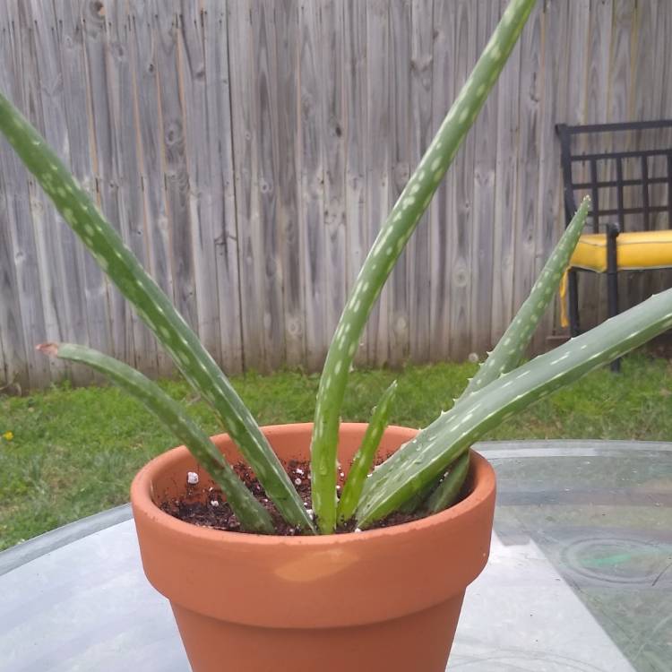 Plant image Aloe Striatula