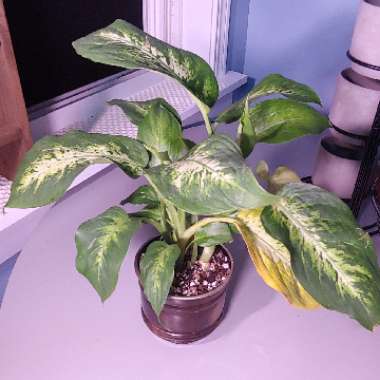 Dieffenbachia