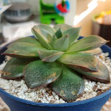 Echeveria Purpusorum