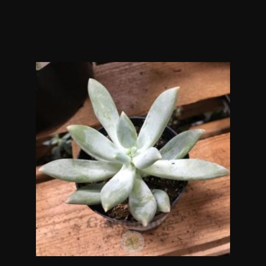 Plant image Pachyphytum Moon Silver