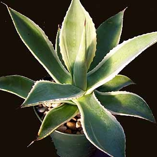 Plant image Agave Celsii Multicolour