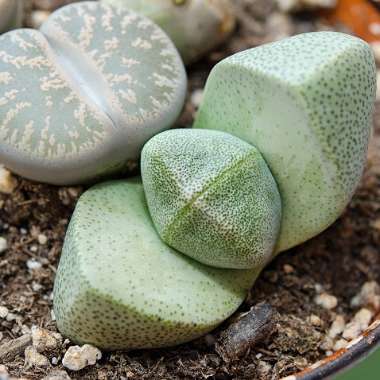 Pleiospilos nelii