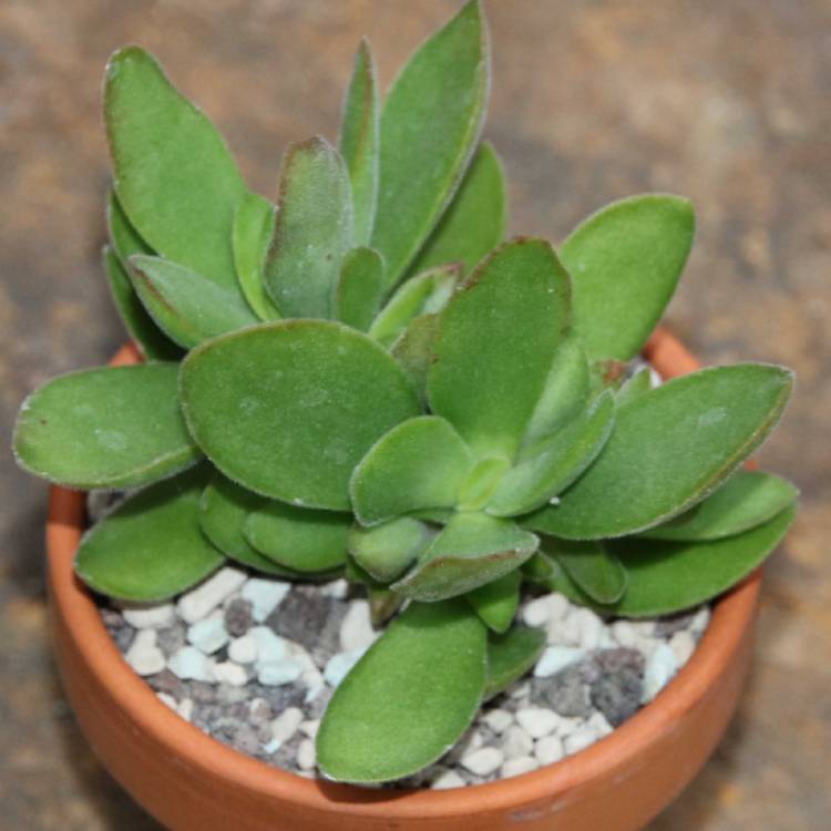 Plant image Crassula Platyphylla