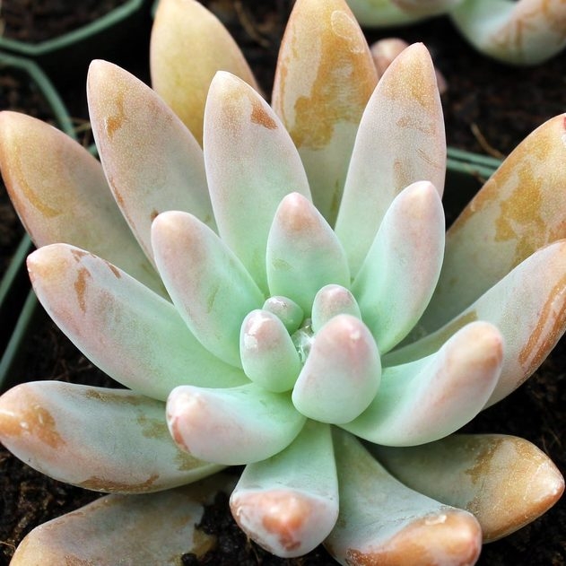 Plant image xSedeveria Blue Giant