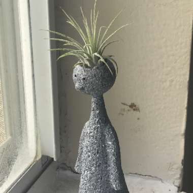 Tillandsia