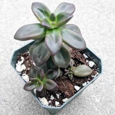 Echeveria Compressicaulis