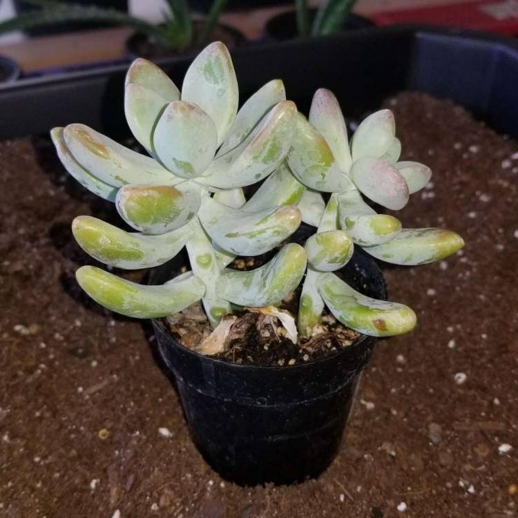 Plant image xSedeveria Blue Giant