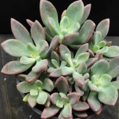 Pachyveria