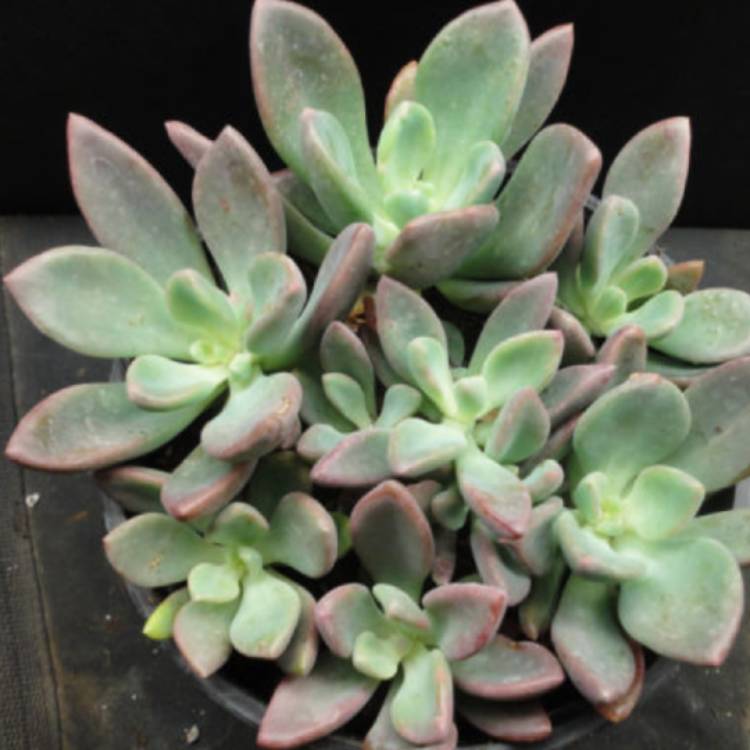 Plant image Pachyveria