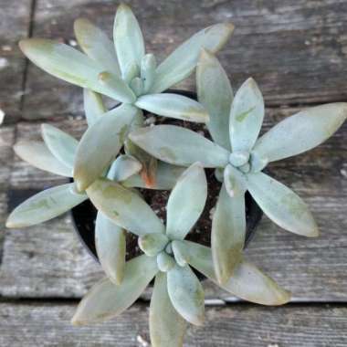 Pachyveria 'Blue Pearl'