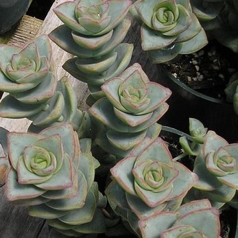 Crassula perforata 'String of Buttons'