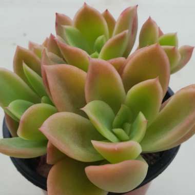 Sedum Golden Glow