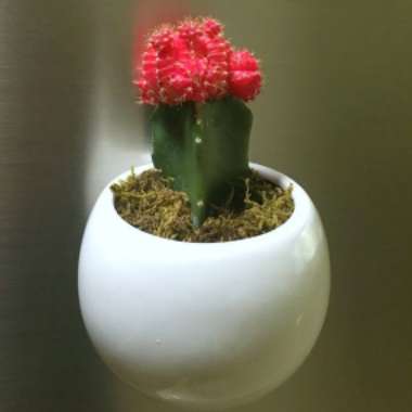 Gymnocalycium mihanovichii (Graft)